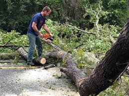  Ringwood, NJ Tree Services Pros